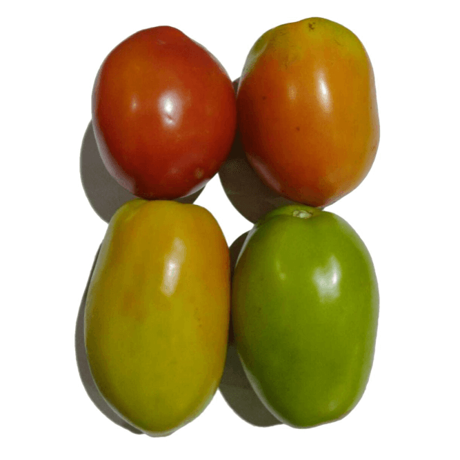 Tomate Italiano Padrão