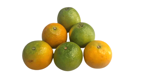 Laranja Pera Média