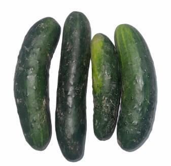 Pepino Comum