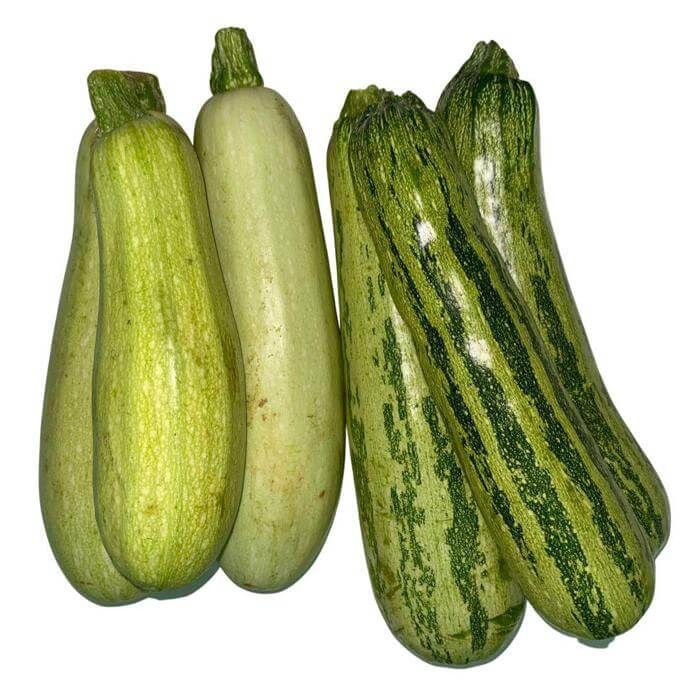 Abobrinha Italiana Padrão