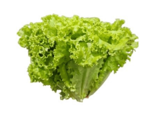 Alface Crespa
