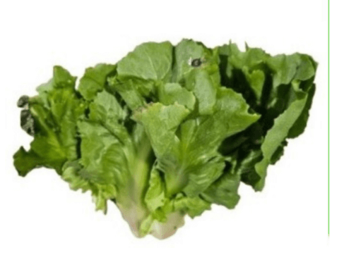 Escarola